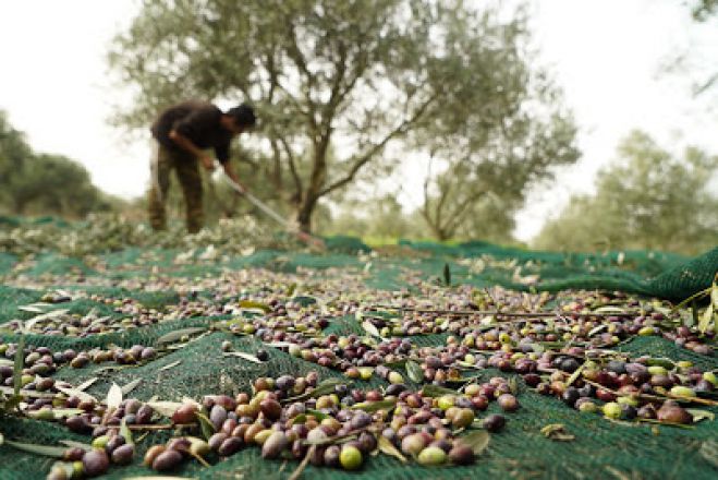 Κορακοβούνι | Έκλεψαν ελαιόκαρπο ενός τόνου από καλλιέργεια