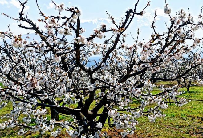 Δήμος Τρίπολης | Αίτημα ένταξης καλλιεργειών σε πρόγραμμα αποζημίωσης λόγω παγετού και χαλαζόπτωσης