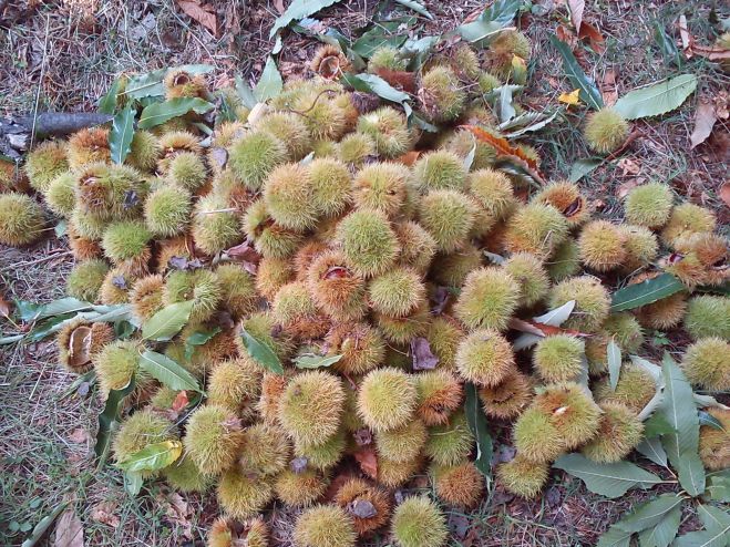 &Gamma;&iota;&omicron;&rho;&tau;ή &sigma;ύ&kappa;&omicron;&upsilon; &kappa;&alpha;&iota; &kappa;ά&sigma;&tau;&alpha;&nu;&omicron;&upsilon; &theta;&alpha; &gamma;ί&nu;&epsilon;&iota; &sigma;&tau;&omicron;&nu; &Pi;&lambda;ά&tau;&alpha;&nu;&omicron; &Kappa;&upsilon;&nu;&omicron;&upsilon;&rho;ί&alpha;&sigmaf;!