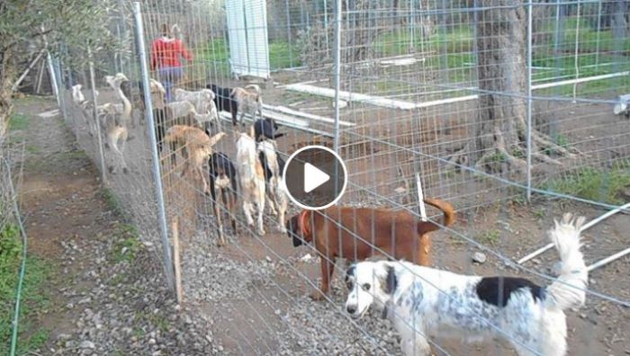 &Sigma;&tau;ή&rho;&iota;&xi;&eta; &zeta;&eta;&tau;ά &omicron; &Phi;&iota;&lambda;&omicron;&zeta;&omega;&iota;&kappa;ό&sigmaf; &gamma;&iota;&alpha; &tau;&alpha; &epsilon;&kappa;&alpha;&tau;&omicron;&nu;&tau;ά&delta;&epsilon;&sigmaf; &alpha;&delta;έ&sigma;&pi;&omicron;&tau;&alpha; &pi;&omicron;&upsilon; &phi;&iota;&lambda;&omicron;&xi;&epsilon;&nu;&omicron;ύ&nu;&tau;&alpha;&iota; &sigma;&tau;&omicron; &kappa;&alpha;&tau;&alpha;&phi;ύ&gamma;&iota;&omicron; (vd)