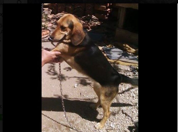 Έκλεψαν σκυλί από σπίτι στα Πούλιθρα Κυνουρίας