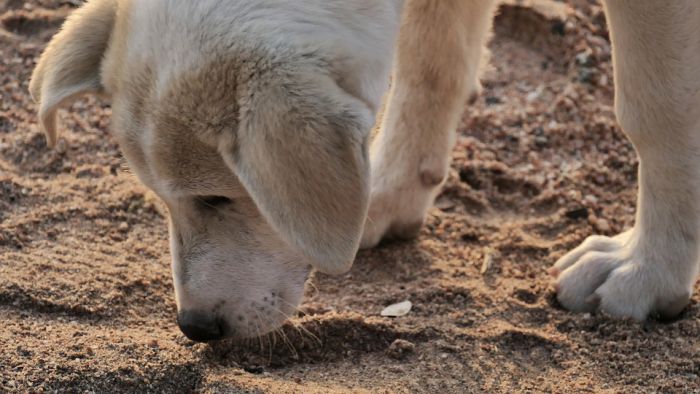 Αυτή είναι η 5μελής επιτροπή για τα αδέσποτα στον Δήμο Μεγαλόπολης