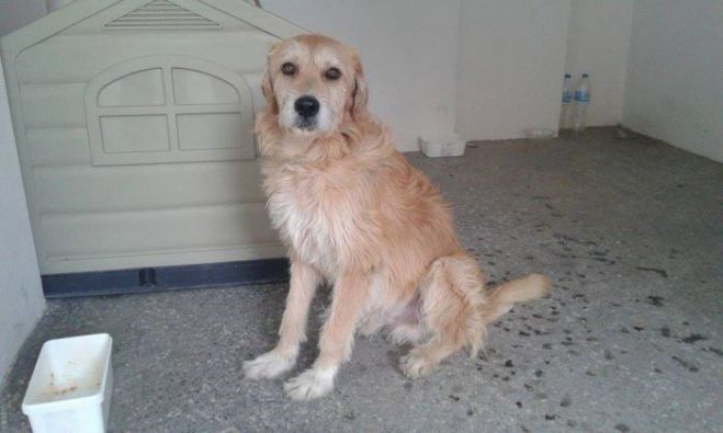 Χαρίζεται για υιοθεσία καθαρόαιμο γκριφόν!