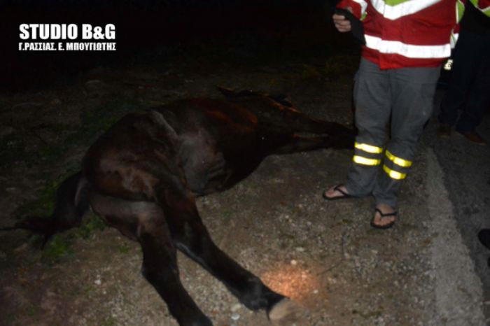 Ι.Χ. συγκρούστηκε με άλογο στην παλαιά εθνική οδό Άργους - Τρίπολης (εικόνες)