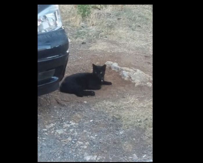 &Psi;ά&chi;&nu;&epsilon;&iota; &kappa;&alpha;&nu;&epsilon;ί&sigmaf; &alpha;&upsilon;&tau;ή &tau;&eta; &gamma;&alpha;&tau;&omicron;ύ&lambda;&alpha;;