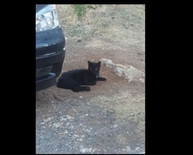 &Psi;ά&chi;&nu;&epsilon;&iota; &kappa;&alpha;&nu;&epsilon;ί&sigmaf; &alpha;&upsilon;&tau;ή &tau;&eta; &gamma;&alpha;&tau;&omicron;ύ&lambda;&alpha;;