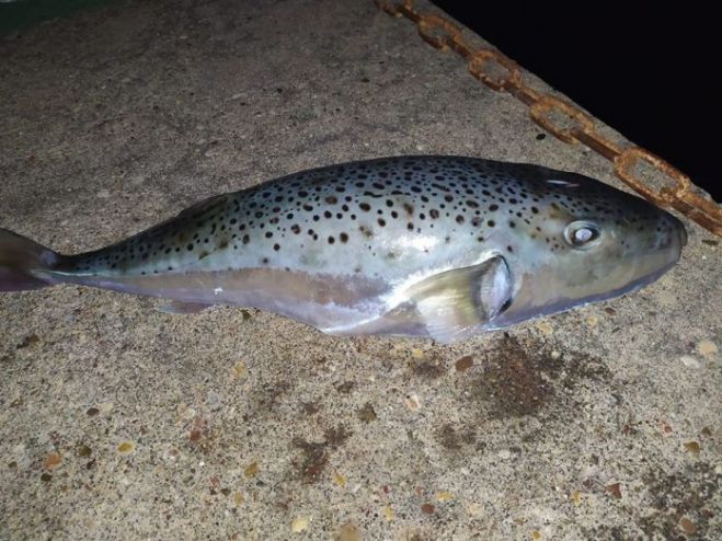 &Tau;&epsilon;&rho;ά&sigma;&tau;&iota;&omicron;&upsilon;&sigmaf; &lambda;&alpha;&gamma;&omicron;&kappa;έ&phi;&alpha;&lambda;&omicron;&upsilon;&sigmaf; έ&pi;&iota;&alpha;&sigma;&epsilon; &psi;&alpha;&rho;ά&sigmaf; &sigma;&tau;&eta;&nu; &Eta;&lambda;&epsilon;ί&alpha;!