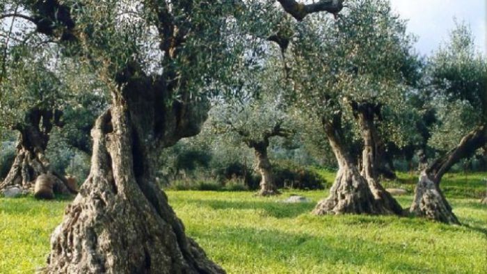 «Κανονικά θα εφαρμοστεί το Πρόγραμμα Δακοκτονίας 2017» λέει το Υπουργείο