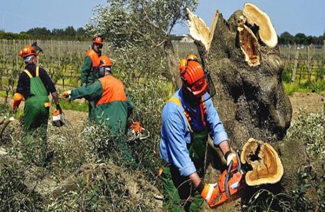 Ενημερωτική εκδήλωση στα Κούτρουφα | Το βακτήριο που καταστρέφει τους ελαιώνες στη Νότιο Ιταλία, εφιάλτης και για τη χώρα μας