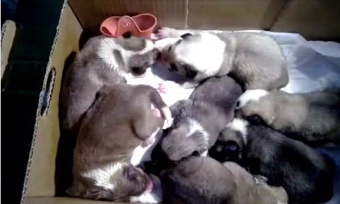 Τρίπολη | Νεογέννητα κουταβάκια βρέθηκαν πεταμένα σε χαρτόκουτο ... (vd)