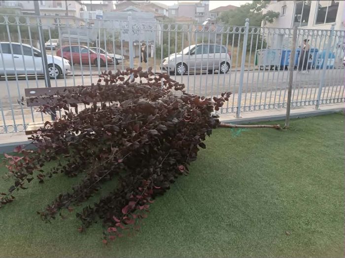 Ά&gamma;&nu;&omega;&sigma;&tau;&omicron;&iota; &xi;ή&lambda;&omega;&sigma;&alpha;&nu; &delta;έ&nu;&delta;&rho;&omicron; &sigma;&tau;&eta;&nu; &pi;&alpha;&iota;&delta;&iota;&kappa;ή &chi;&alpha;&rho;ά &tau;&eta;&sigmaf; &Alpha;&gamma;ί&alpha;&sigmaf; &Beta;&alpha;&rho;&beta;ά&rho;&alpha;&sigmaf;