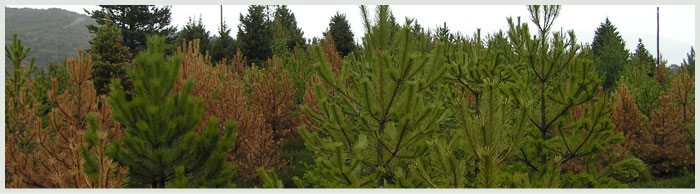 Αποκατάσταση των δασών Pinus nigra στον Πάρνωνα