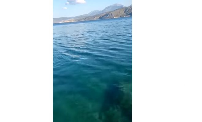 Κορινθιακός Κόλπος | Καρχαρίας βολτάρει στα ρηχά (vd)