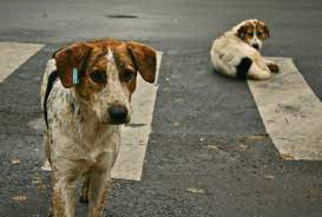 &Phi;&iota;&lambda;&omicron;&zeta;&omega;&iota;&kappa;ό&sigmaf; &Sigma;ύ&lambda;&lambda;&omicron;&gamma;&omicron;&sigmaf; &Tau;&rho;ί&pi;&omicron;&lambda;&eta;&sigmaf; | &Epsilon;&pi;ί&theta;&epsilon;&sigma;&eta; &sigma;&tau;&eta; &delta;&eta;&mu;&omicron;&tau;&iota;&kappa;ή &alpha;&rho;&chi;ή &gamma;&iota;&alpha; &tau;&alpha; &alpha;&delta;έ&sigma;&pi;&omicron;&tau;&alpha;