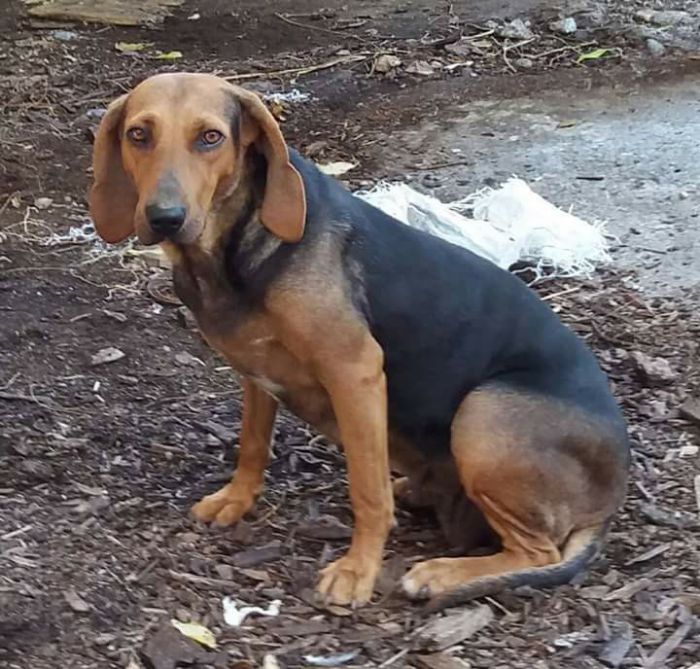 &Alpha;&upsilon;&tau;ή &eta; &alpha;&delta;έ&sigma;&pi;&omicron;&tau;&eta; &sigma;&kappa;&upsilon;&lambda;ί&tau;&sigma;&alpha; &zeta;&eta;&tau;ά &phi;&iota;&lambda;&omicron;&xi;&epsilon;&nu;ί&alpha; ...