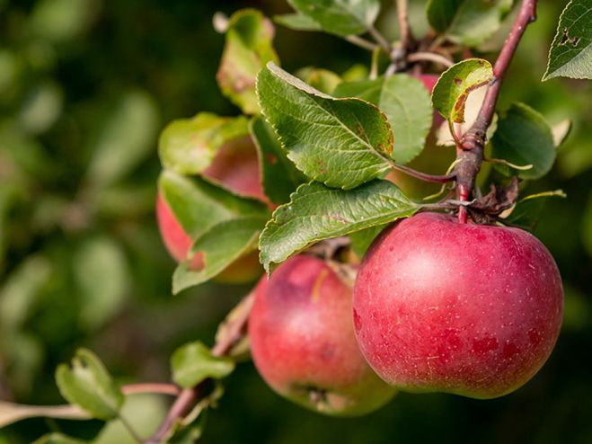 &Epsilon;&pi;&iota;&sigma;&tau;&omicron;&lambda;ή &sigma;&tau;&omicron; &upsilon;&pi;&omicron;&upsilon;&rho;&gamma;&epsilon;ί&omicron; &Alpha;&gamma;&rho;&omicron;&tau;&iota;&kappa;ή&sigmaf; &Alpha;&nu;ά&pi;&tau;&upsilon;&xi;&eta;&sigmaf; &gamma;&iota;&alpha; &tau;&eta;&nu; &epsilon;&xi;&alpha;ί&rho;&epsilon;&sigma;&eta; &tau;&eta;&sigmaf; &Alpha;&rho;&kappa;&alpha;&delta;ί&alpha;&sigmaf; &alpha;&pi;ό &tau;&eta;&nu; &delta;&iota;&alpha;&delta;&iota;&kappa;&alpha;&sigma;ί&alpha; &alpha;&pi;&omicron;&zeta;&eta;&mu;&iota;ώ&sigma;&epsilon;&omega;&nu; &mu;έ&sigma;&omega; de minimis