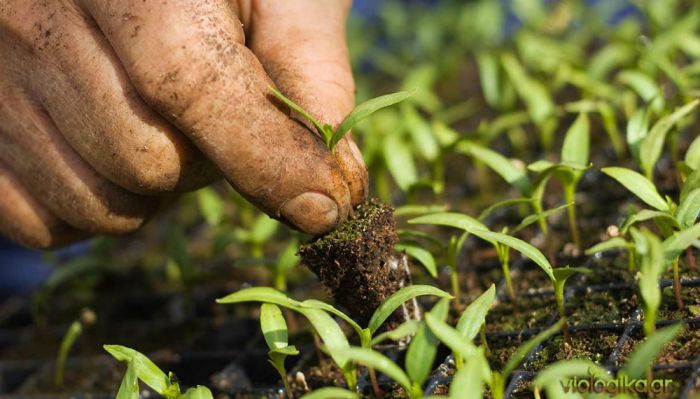 &Pi;&alpha;&rho;ά&tau;&alpha;&sigma;&eta; &gamma;&iota;&alpha; &tau;&iota;&sigmaf; &alpha;&iota;&tau;ή&sigma;&epsilon;&iota;&sigmaf; &sigma;&tau;&omicron; &pi;&rho;ό&gamma;&rho;&alpha;&mu;&mu;&alpha; "&beta;&iota;&omicron;&lambda;&omicron;&gamma;&iota;&kappa;έ&sigmaf; &kappa;&alpha;&lambda;&lambda;&iota;έ&rho;&gamma;&epsilon;&iota;&epsilon;&sigmaf;"