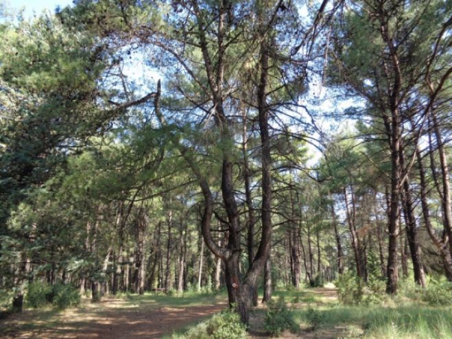 &Pi;&epsilon;&rho;ί&pi;&alpha;&tau;&omicron;&sigmaf; &mu;&epsilon; &tau;&omicron;&nu; &Omicron;&rho;&epsilon;&iota;&beta;&alpha;&tau;&iota;&kappa;ό &sigma;&tau;&omicron; Ά&lambda;&sigma;&omicron;&sigmaf; &tau;&omega;&nu; &Pi;&alpha;&nu;&alpha;&rho;&kappa;ά&delta;&omega;&nu;