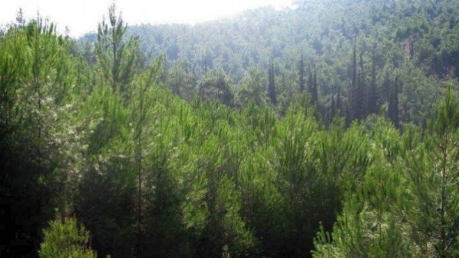 Δασικοί χάρτες | Στο 95% οι συνολικές αναρτήσεις, στο 90% οι κυρώσεις