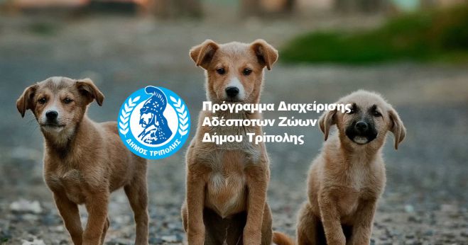 &Gamma;&omicron;ύ&rho;&gamma;&alpha;&rho;&eta;&sigmaf; &gamma;&iota;&alpha; &alpha;&delta;έ&sigma;&pi;&omicron;&tau;&alpha;: "&Omicron;&iota; &alpha;&mu;έ&tau;&rho;&eta;&tau;&omicron;&iota; &sigma;&kappa;&upsilon;&lambda;&omicron;&kappa;&alpha;&beta;&gamma;ά&delta;&epsilon;&sigmaf; &alpha;&nu;ά&mu;&epsilon;&sigma;&alpha; &sigma;&tau;&alpha; &delta;ύ&omicron; &psi;&eta;&phi;&omicron;&delta;έ&lambda;&tau;&iota;&alpha; &epsilon;ί&chi;&alpha;&nu; &nu;&alpha; &kappa;ά&nu;&omicron;&upsilon;&nu; &kappa;&upsilon;&rho;ί&omega;&sigmaf; &mu;&epsilon; &tau;&eta;&nu; &epsilon;&pi;&iota;&lambda;&omicron;&gamma;ή &sigma;&upsilon;&nu;&epsilon;&rho;&gamma;&alpha;&sigma;ί&alpha;&sigmaf; &mu;&epsilon; &Mu;.&Kappa;.&Omicron;."