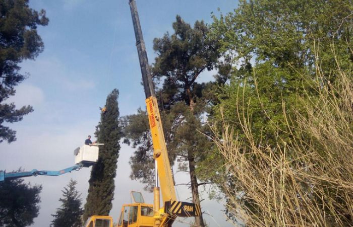 Κλάδεμα δένδρων στην "Καλαβρύτων" - Θα γίνονται διακοπές κυκλοφορίας