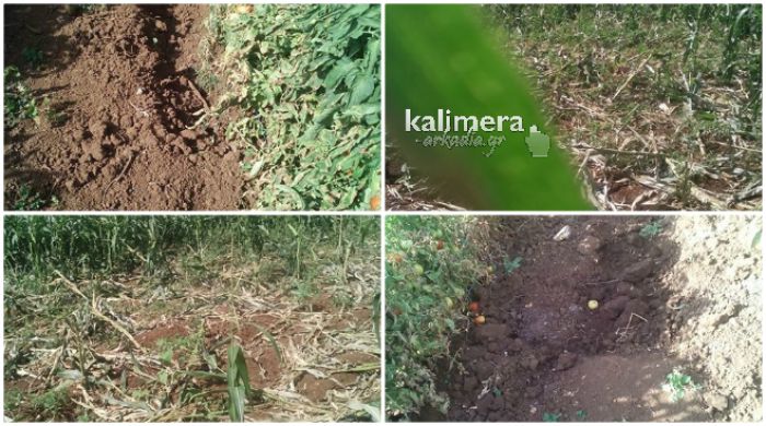 Αγριογούρουνα κατέστρεψαν καλλιέργειες με ντομάτες και καλαμπόκια στην Κανδήλα (εικόνες)