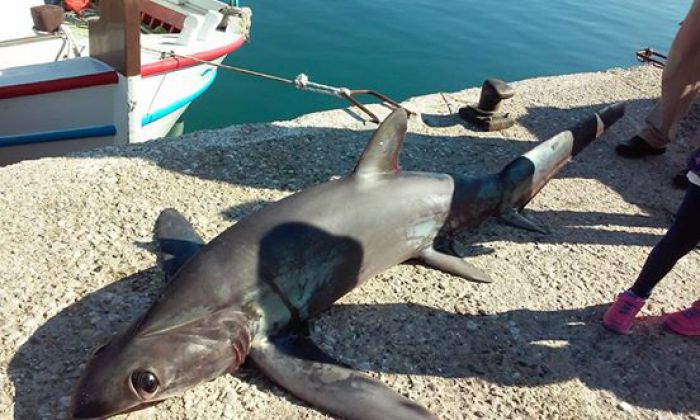 Αλιεύθηκε σκυλόψαρο 150 κιλών στο Παράλιο Αστρος!