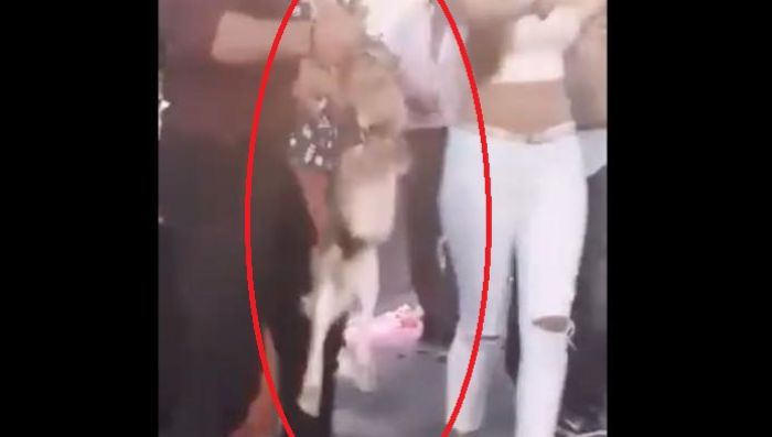 &Phi;&iota;&lambda;&omicron;&zeta;&omega;&iota;&kappa;ή &iota;&sigma;&tau;&omicron;&sigma;&epsilon;&lambda;ί&delta;&alpha; &kappa;&alpha;&tau;&alpha;&gamma;&gamma;έ&lambda;&lambda;&epsilon;&iota; &pi;&alpha;&nu;&eta;&gamma;ύ&rho;&iota; &tau;&eta;&sigmaf; &Alpha;&rho;&kappa;&alpha;&delta;ί&alpha;&sigmaf;