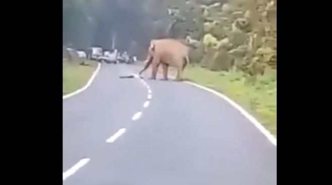 Βίντεο-σοκ: Ελέφαντας σκοτώνει άνθρωπο που προσπάθησε να τον τραβήξει φωτογραφία
