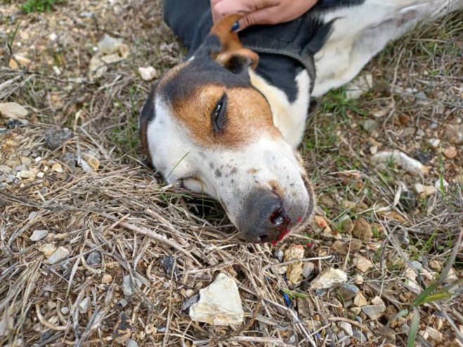 &Sigma;&kappa;&upsilon;&lambda;ί&tau;&sigma;&alpha; &beta;&rho;έ&theta;&eta;&kappa;&epsilon; &lambda;&iota;&pi;ό&theta;&upsilon;&mu;&eta; &sigma;&epsilon; &delta;&rho;ό&mu;&omicron; &tau;&eta;&sigmaf; &Alpha;&rho;&kappa;&alpha;&delta;ί&alpha;&sigmaf; &mu;&epsilon; 30 &sigma;&kappa;ά&gamma;&iota;&alpha; &sigma;&tau;&omicron; &sigma;ώ&mu;&alpha; &tau;&eta;&sigmaf; &kappa;&alpha;&iota; &sigma;&upsilon;&nu;&tau;&rho;&iota;&pi;&tau;&iota;&kappa;ό &kappa;ά&tau;&alpha;&gamma;&mu;&alpha; &sigma;&tau;&eta; &sigma;&pi;&omicron;&nu;&delta;&upsilon;&lambda;&iota;&kappa;ή &sigma;&tau;ή&lambda;&eta; (vd)