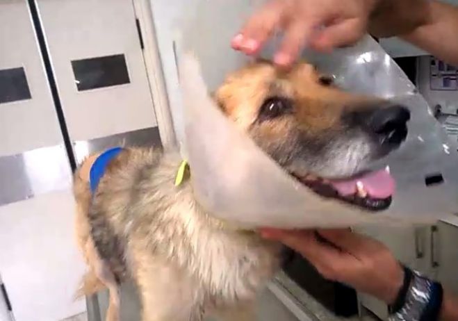 &Eta; &Lambda;ί&zeta;&alpha; &chi;&rho;&epsilon;&iota;ά&zeta;&epsilon;&tau;&alpha;&iota; &epsilon;&iota;&delta;&iota;&kappa;ή &tau;&rho;&omicron;&phi;ή &kappa;&alpha;&iota; &phi;ά&rho;&mu;&alpha;&kappa;&alpha; (vd)