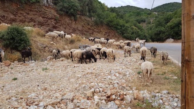 Τα πρόβατα της ... Γλανιτσιάς! (εικόνες)