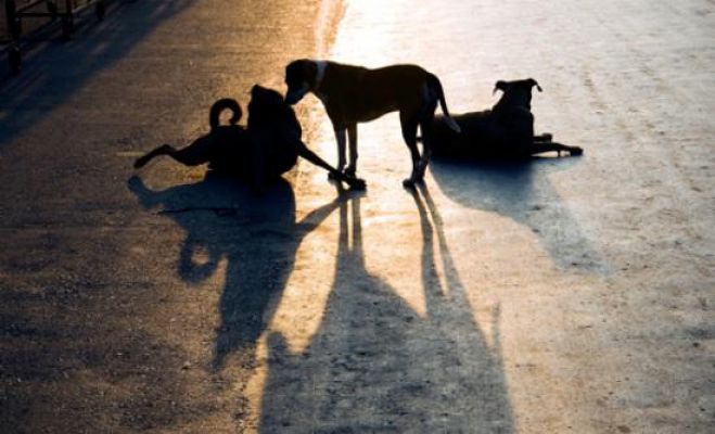 &Epsilon;&pi;&iota;&sigma;&tau;&omicron;&lambda;ή &alpha;&nu;&alpha;&gamma;&nu;ώ&sigma;&tau;&rho;&iota;&alpha;&sigmaf; &gamma;&iota;&alpha; &epsilon;&pi;&iota;&theta;&epsilon;&tau;&iota;&kappa;ά &alpha;&delta;έ&sigma;&pi;&omicron;&tau;&alpha; &sigma;&kappa;&upsilon;&lambda;&iota;ά &sigma;&tau;&eta;&nu; &Tau;&rho;ί&pi;&omicron;&lambda;&eta;