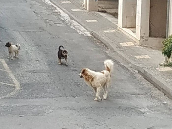 Βεβαιώσεις μετακίνησης για σίτιση αδέσποτων θα παρέχουν οι Δήμοι στην Αρκαδία