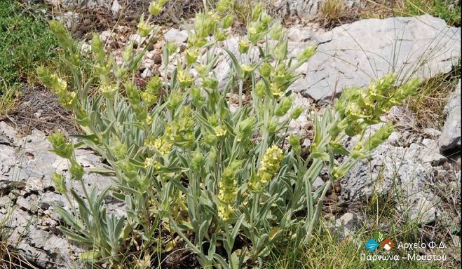 &Mu;έ&tau;&rho;&alpha; &gamma;&iota;&alpha; &tau;&eta;&nu; &pi;&rho;&omicron;&sigma;&tau;&alpha;&sigma;ί&alpha; &alpha;&rho;&omega;&mu;&alpha;&tau;&iota;&kappa;ώ&nu; &phi;&upsilon;&tau;ώ&nu; &tau;&omicron;&upsilon; &Pi;ά&rho;&nu;&omega;&nu;&alpha;!