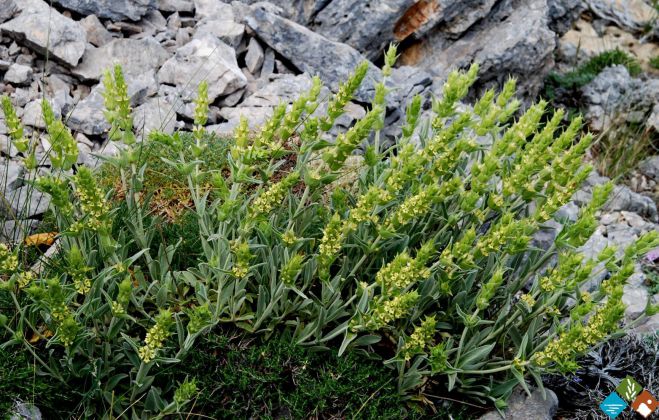«Θησαυρός» αρωματικών φυτών στην προστατευόμενη περιοχή Πάρνωνα