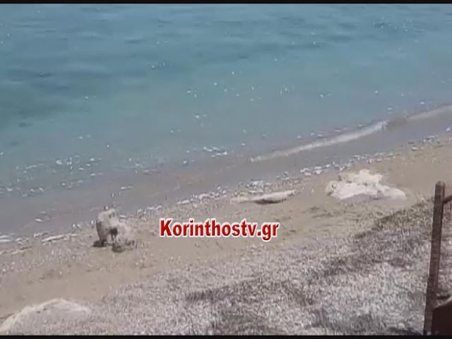 Με νεκρά ψάρια γέμισε η θάλασσα στην Κορινθία! (vd)