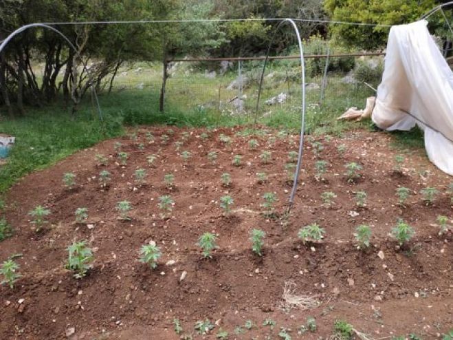 &Delta;&epsilon;&nu;&delta;&rho;ύ&lambda;&lambda;&iota;&alpha; &kappa;ά&nu;&nu;&alpha;&beta;&eta;&sigmaf; &sigma;&epsilon; &pi;&omicron;&iota;&mu;&nu;&iota;&omicron;&sigma;&tau;ά&sigma;&iota;&omicron; &epsilon;&nu;&tau;ό&pi;&iota;&sigma;&epsilon; &eta; &Alpha;&sigma;&tau;&upsilon;&nu;&omicron;&mu;ί&alpha; &sigma;&tau;&eta;&nu; &Alpha;&rho;&kappa;&alpha;&delta;ί&alpha;! (&epsilon;&iota;&kappa;ό&nu;&epsilon;&sigmaf;)