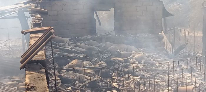 Γορτυνία |  Δήλωση νεκρών ζώων από τις πυρκαγιές στον ΕΛΓΑ