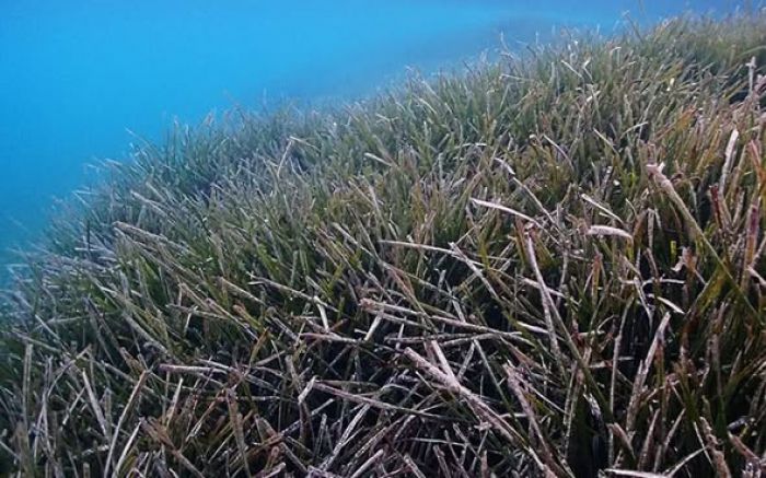 &quot;Λιβάδια Ποσειδωνίας&quot; στις θάλασσες της Κυνουρίας | Στην περιβαλλοντική οργάνωση iSea η χαρτογράφηση  από το Αρκαδικό Χωριό ως τον Άγιο Γεώργιο Πουλίθρων
