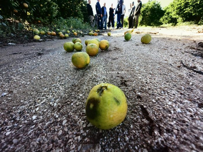 Το χαλάζι ισοπέδωσε μανταρίνια, πορτοκάλια και ελιές σε μεγάλη περιοχή της Αργολίδας (vd)