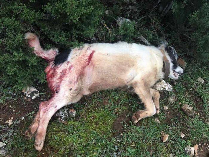 Πυροβολημένος σκύλος εντοπίστηκε στο χωριό Θάνα