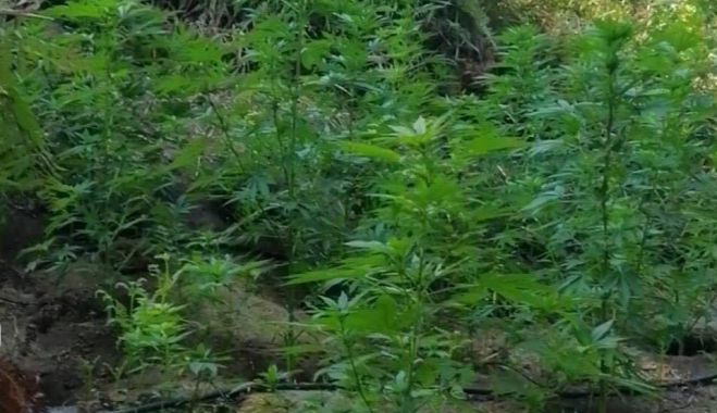 &Epsilon;&lambda;&iota;&kappa;ό&pi;&tau;&epsilon;&rho;&omicron; &tau;&eta;&sigmaf; &Alpha;&sigma;&tau;&upsilon;&nu;&omicron;&mu;ί&alpha;&sigmaf; &epsilon;&nu;&tau;ό&pi;&iota;&sigma;&epsilon; &phi;&upsilon;&tau;&epsilon;ί&alpha; &delta;&epsilon;&nu;&delta;&rho;&upsilon;&lambda;&lambda;ί&omega;&nu; &kappa;ά&nu;&nu;&alpha;&beta;&eta;&sigmaf; &sigma;&tau;&eta; &Mu;&epsilon;&sigma;&sigma;&eta;&nu;ί&alpha; (vd)