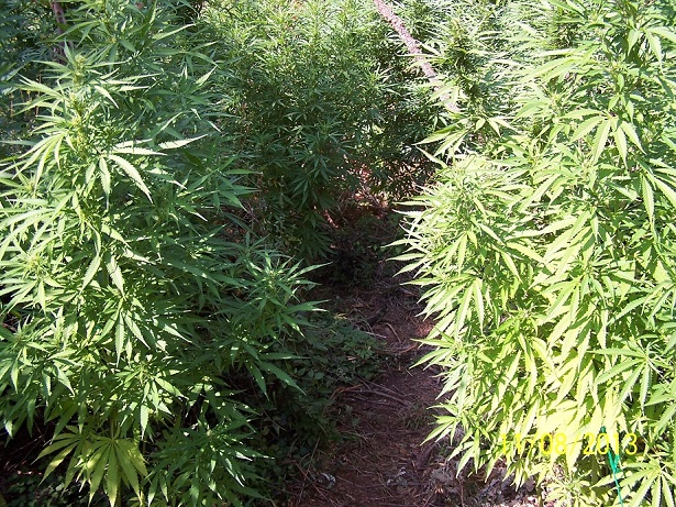 &Epsilon;&nu;&tau;&omicron;&pi;ί&sigma;&tau;&eta;&kappa;&epsilon; &phi;&upsilon;&tau;&epsilon;ί&alpha; &delta;&epsilon;&nu;&delta;&rho;&upsilon;&lambda;&lambda;ί&omega;&nu; &kappa;ά&nu;&nu;&alpha;&beta;&eta;&sigmaf; &sigma;&tau;&eta;&nu; &Kappa;&upsilon;&nu;&omicron;&upsilon;&rho;ί&alpha; (&epsilon;&iota;&kappa;ό&nu;&epsilon;&sigmaf;)