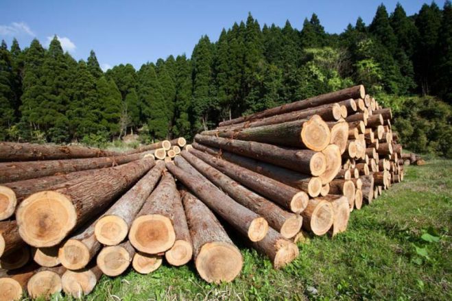 Υποχρεωτική εγγραφή για φορείς εκμετάλλευσης και έμπορους ξυλείας στην Αρκαδία