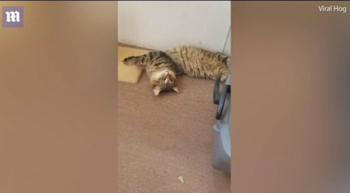 Ά&tau;&alpha;&kappa;&tau;&epsilon;&sigmaf; &gamma;ά&tau;&epsilon;&sigmaf; &tau;&rho;ώ&nu;&epsilon; &phi;ύ&lambda;&lambda;&alpha; &kappa;ά&nu;&nu;&alpha;&beta;&eta;&sigmaf; &alpha;&pi;ό &tau;&omicron;&nu; &kappa;ή&pi;&omicron;... &Delta;&epsilon;ί&tau;&epsilon; &tau;&iota; &alpha;&kappa;&omicron;&lambda;&omicron;ύ&theta;&eta;&sigma;&epsilon;! (vd)