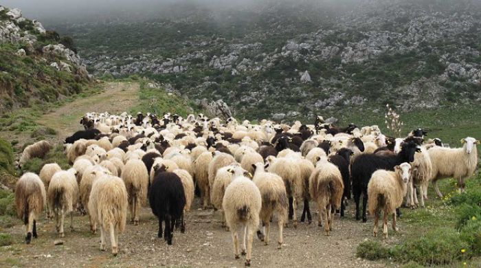 Παράταση για την απογραφή ζωικού κεφαλαίου