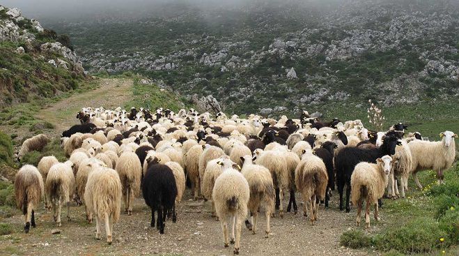 Παράταση για την απογραφή ζωικού κεφαλαίου