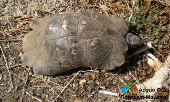 Κρασπεδοχελώνα – Ο επισκέπτης της προστατευόμενης περιοχής Πάρνωνα - Μουστού