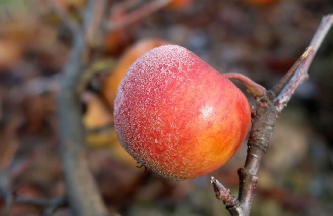 Μήλα | Εξαιρέθηκαν από τις αποζημιώσεις οι καλλιεργητές στην Αρκαδία - Επιστολή διαμαρτυρίας στο Υπουργείο Αγροτικής Ανάπτυξης
